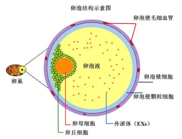 排卵后卵泡会缩小还是直接消失?